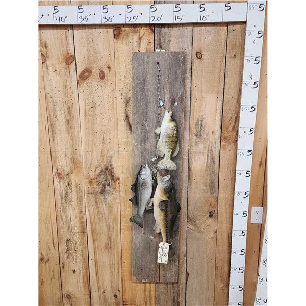 Stringer Of Fish Real Skin Fish Taxidermy