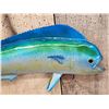 Image 6 : 27" Mahi Mahi Reproduction Fish Taxidermy