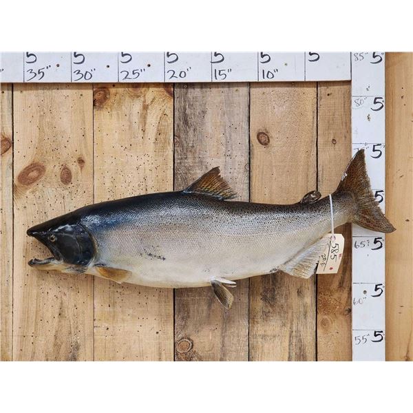 41" King Salmon Real Skin Fish Taxidermy