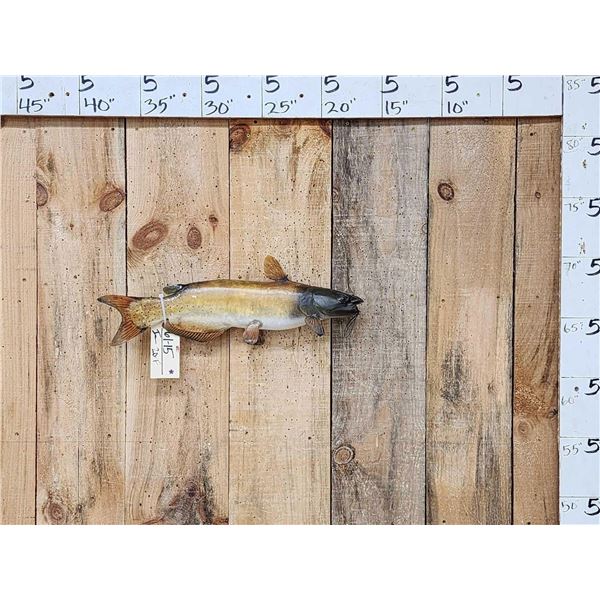 22" Catfish Real Skin Fish Taxidermy