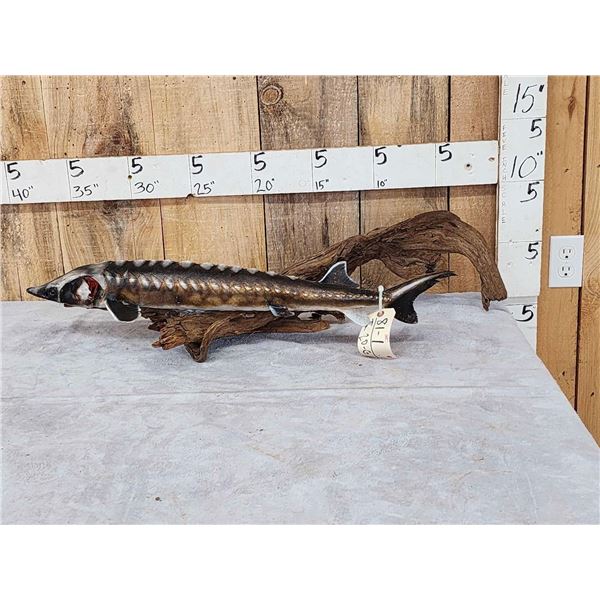 32" Sturgeon Real Skin Fish Taxidermy