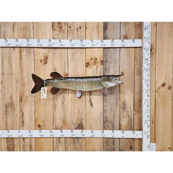 40" Muskie Real Skin Fish Taxidermy