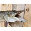 Image 5 : 40" Muskie Real Skin Fish Taxidermy