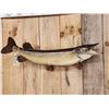 Image 2 : 39" Northern Pike Real Skin Fish Taxidermy
