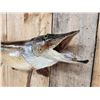 Image 5 : 39" Northern Pike Real Skin Fish Taxidermy