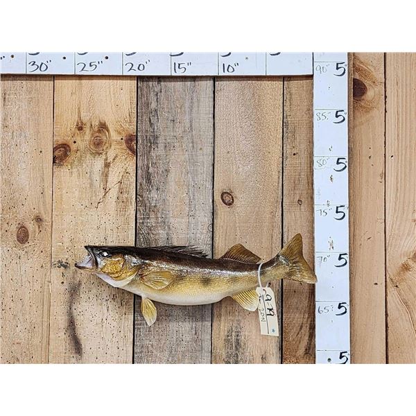 26" Walleye Real Skin Fish Taxidermy