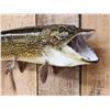 Image 2 : 31" Northern Pike Real Skin Fish Taxidermy