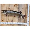 Image 1 : Giant 50" Muskie Real Skin Fish Taxidermy