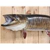 Image 2 : Giant 50" Muskie Real Skin Fish Taxidermy