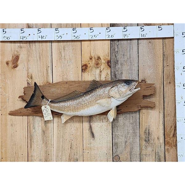33" Red Fish Real Skin Fish Taxidermy
