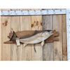 Image 1 : 33" Red Fish Real Skin Fish Taxidermy