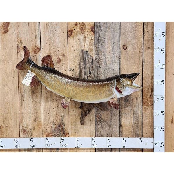 46" Muskie Real Skin Fish Taxidermy