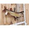 Image 4 : 46" Muskie Real Skin Fish Taxidermy