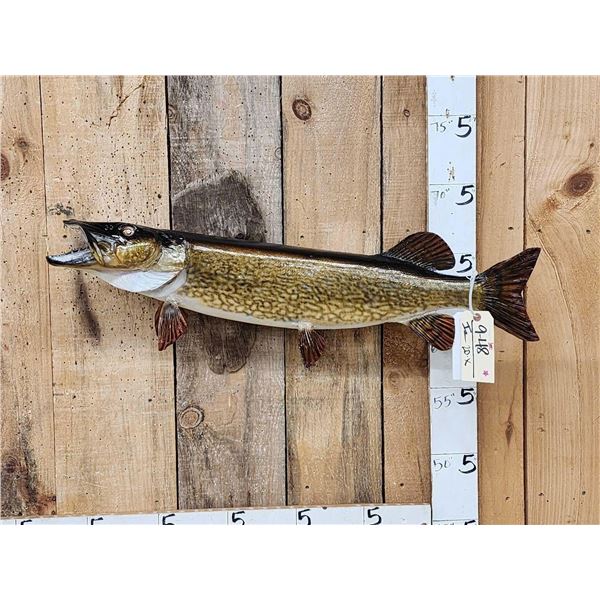 34" Northern Pike Real Skin Fish Taxidermy