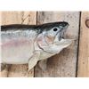 Image 3 : 32" Rainbow Trout Real Skin Fish Taxidermy