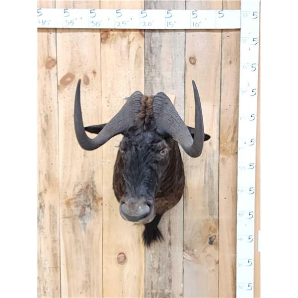 African Black Wildebeest Shoulder Mount Taxidermy