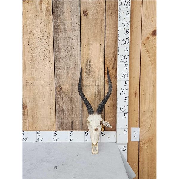 African Blesbok Skull Taxidermy