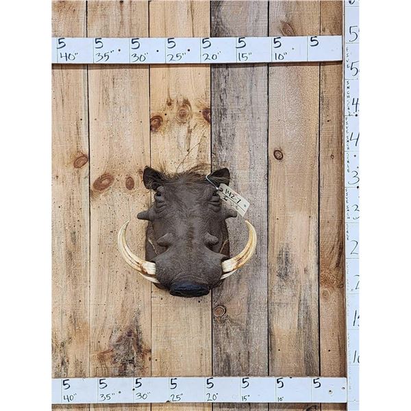 African Warthog Shoulder Mount Taxidermy