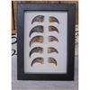 Image 2 : 5 Black Bear Claws In Frame Taxidermy