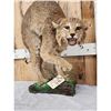 Image 2 : Bobcat Full Body Taxidermy Mount