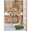 Image 3 : Bobcat Full Body Taxidermy Mount