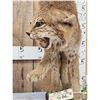 Image 4 : Bobcat Full Body Taxidermy Mount