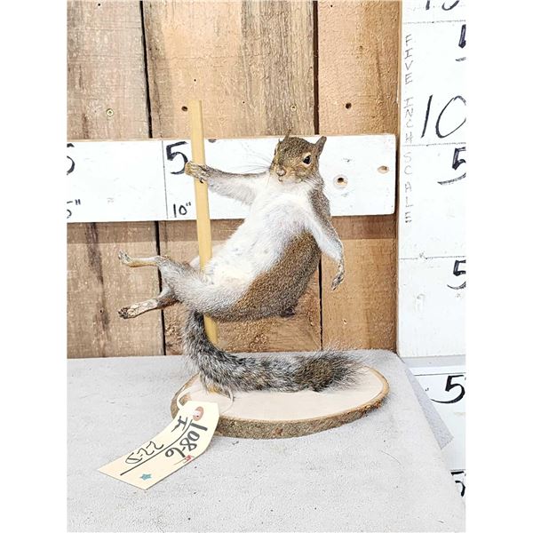 Stripper Squirrel Full Body Taxidermy Mount
