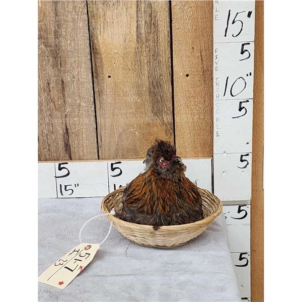 Chicken In A Basket Full Body Bird Taxidermy