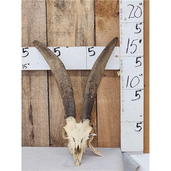 Goat Ibex Cross Skull Taxidermy