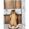 Image 1 : Backpacking Squirrel Full Body Taxidermy Mount