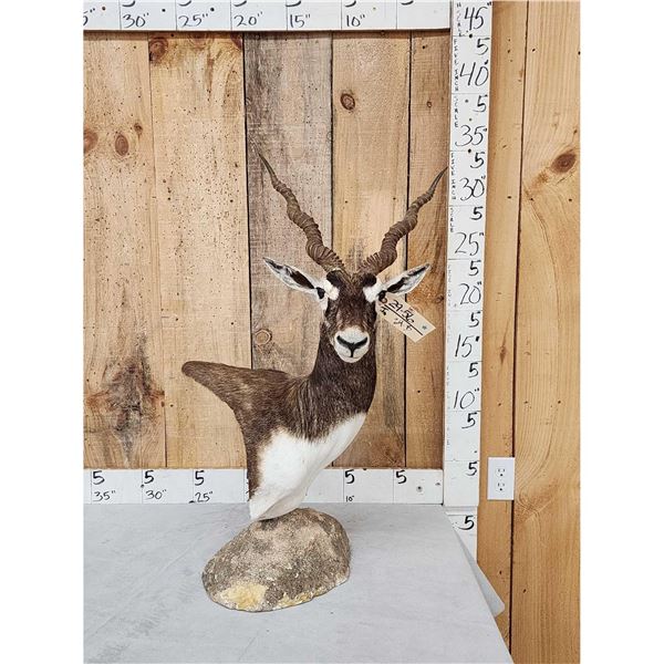 Indian Black Buck Table Top Pedestal Taxidermy Mount