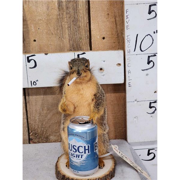 Naughty Squirrel Taxidermy Mount