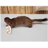 Image 3 : Mink Full Body Taxidermy Mount