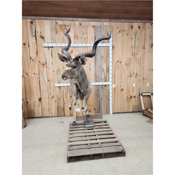 African Kudu Full Body Taxidermy Mount
