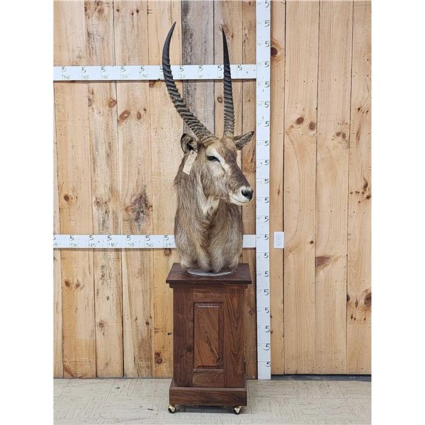 African Waterbuck Pedestal Taxidermy Mount