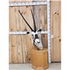 Image 1 : African Gemsbok Pedestal Taxidermy Mount
