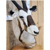 Image 5 : African Gemsbok Pedestal Taxidermy Mount