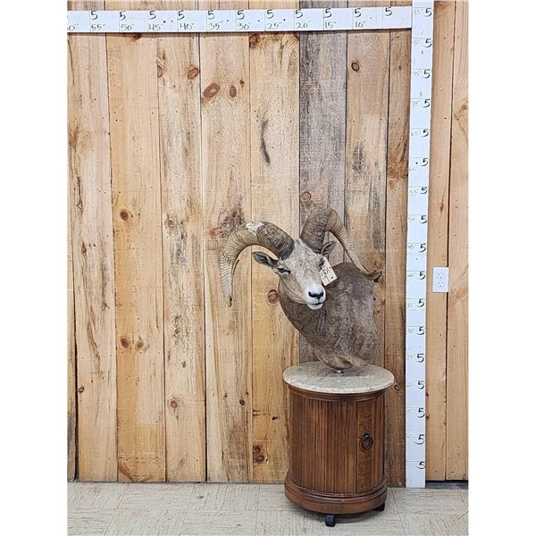 Desert Bighorn Sheep Pedestal Taxidermy Mount