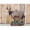 Image 1 : African Nyala Full Body Taxidermy Mount