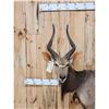 Image 3 : African Nyala Full Body Taxidermy Mount