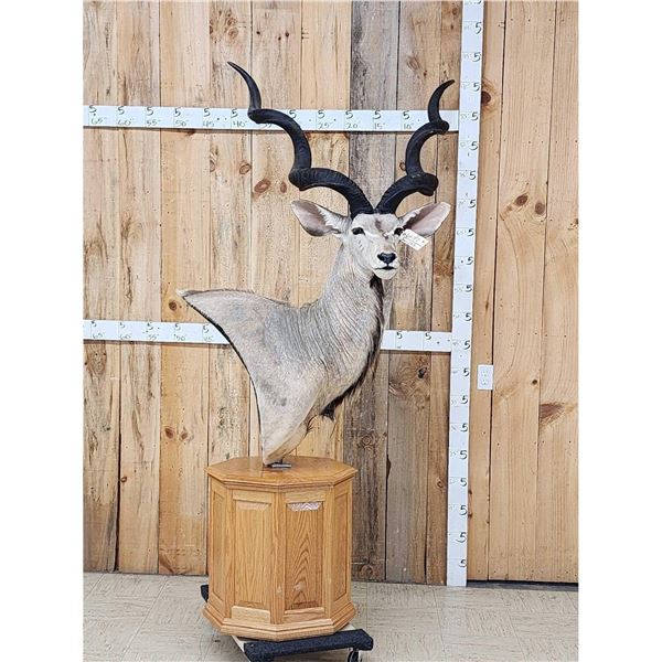 African Kudu Pedestal Taxidermy Mount