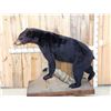 Image 1 : Black Bear Full Body Taxidermy Mount