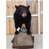 Image 2 : Black Bear Full Body Taxidermy Mount