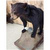 Image 4 : Black Bear Full Body Taxidermy Mount