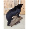 Image 5 : Black Bear Full Body Taxidermy Mount