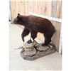 Image 2 : Chocolate Phase Black Bear Full Body Taxidermy Mount