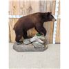 Image 4 : Chocolate Phase Black Bear Full Body Taxidermy Mount