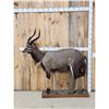 Image 1 : African Nyala Full Body Taxidermy Mount