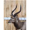 Image 2 : African Nyala Full Body Taxidermy Mount