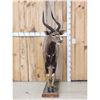 Image 3 : African Nyala Full Body Taxidermy Mount